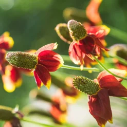 Präriehut Pulcherrima - Sommerfarbe ohne Mühe