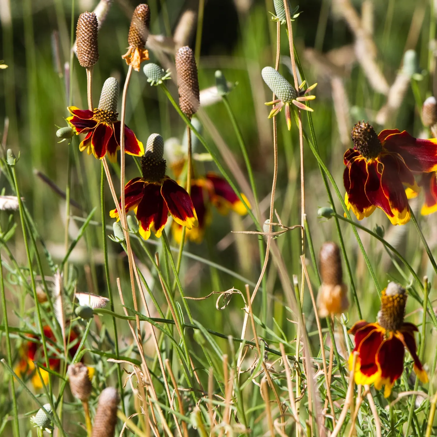 Präriehut Pulcherrima - Sommerfarbe ohne Mühe