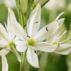 Prärielilie (x3) - Hohe Blüten, wenig Aufwand