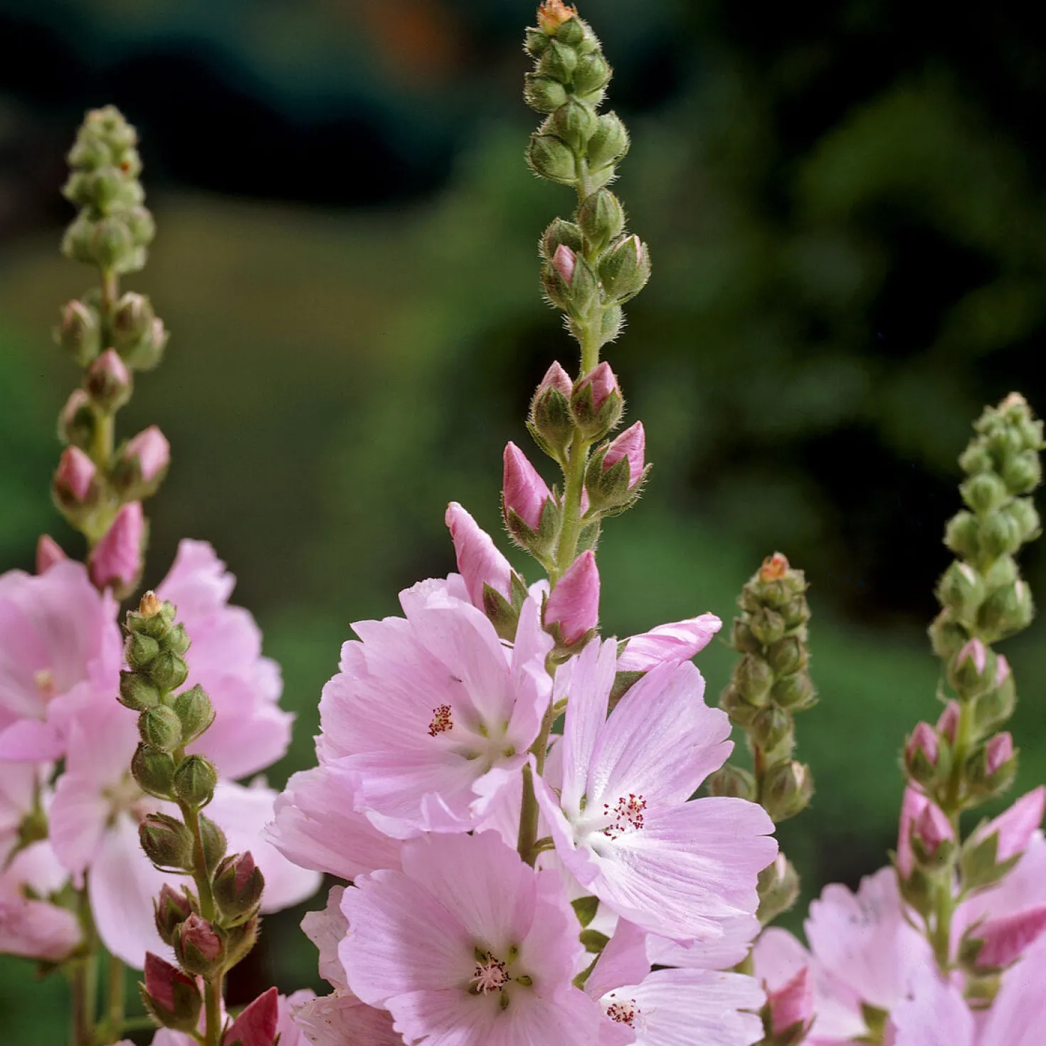 Prärie-Malve Elsie Heugh - Rosa Blüten den ganzen Sommer
