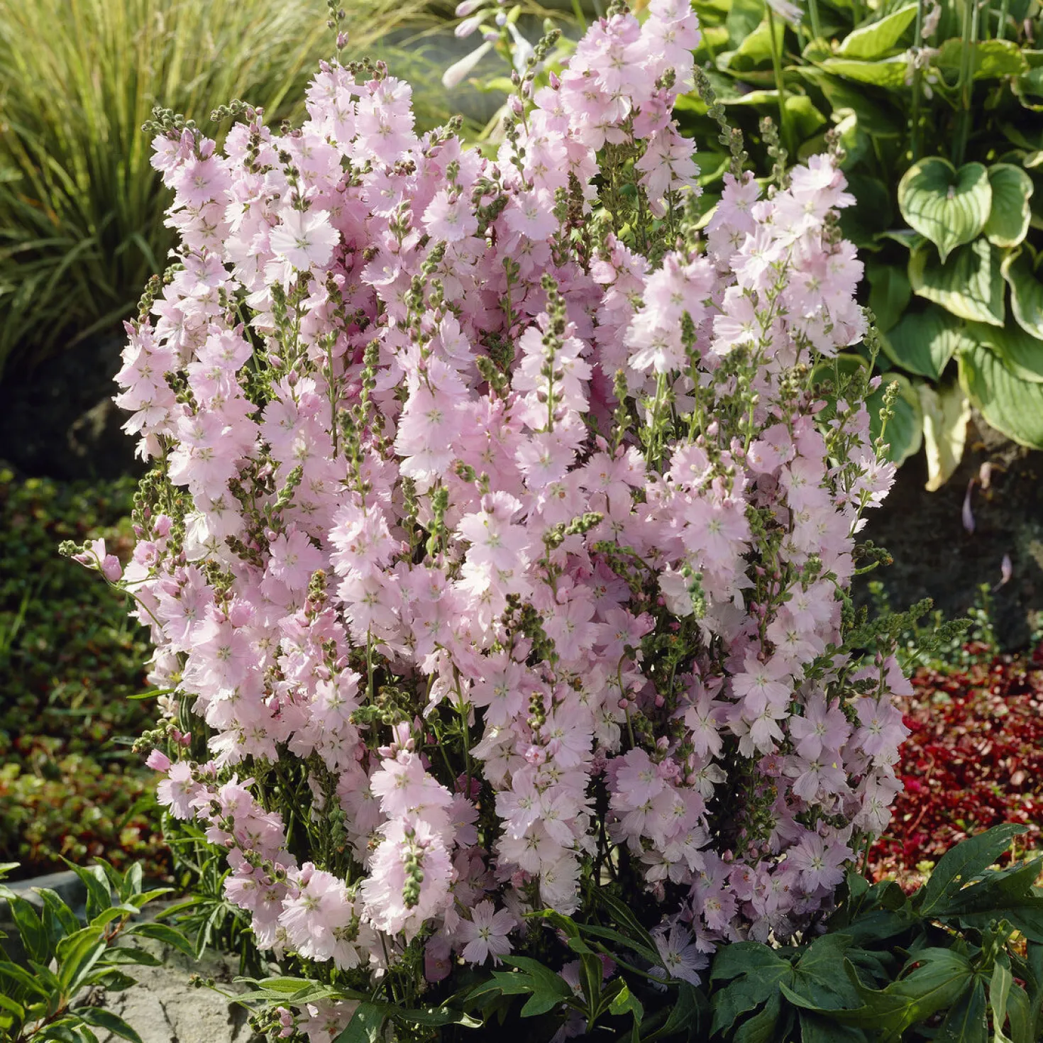 Prärie-Malve Elsie Heugh - Rosa Blüten den ganzen Sommer