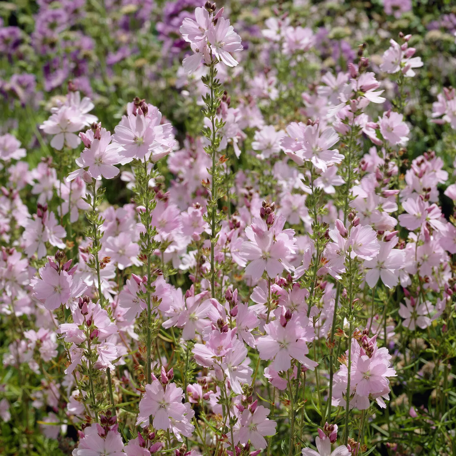 Prärie-Malve Elsie Heugh - Rosa Blüten den ganzen Sommer