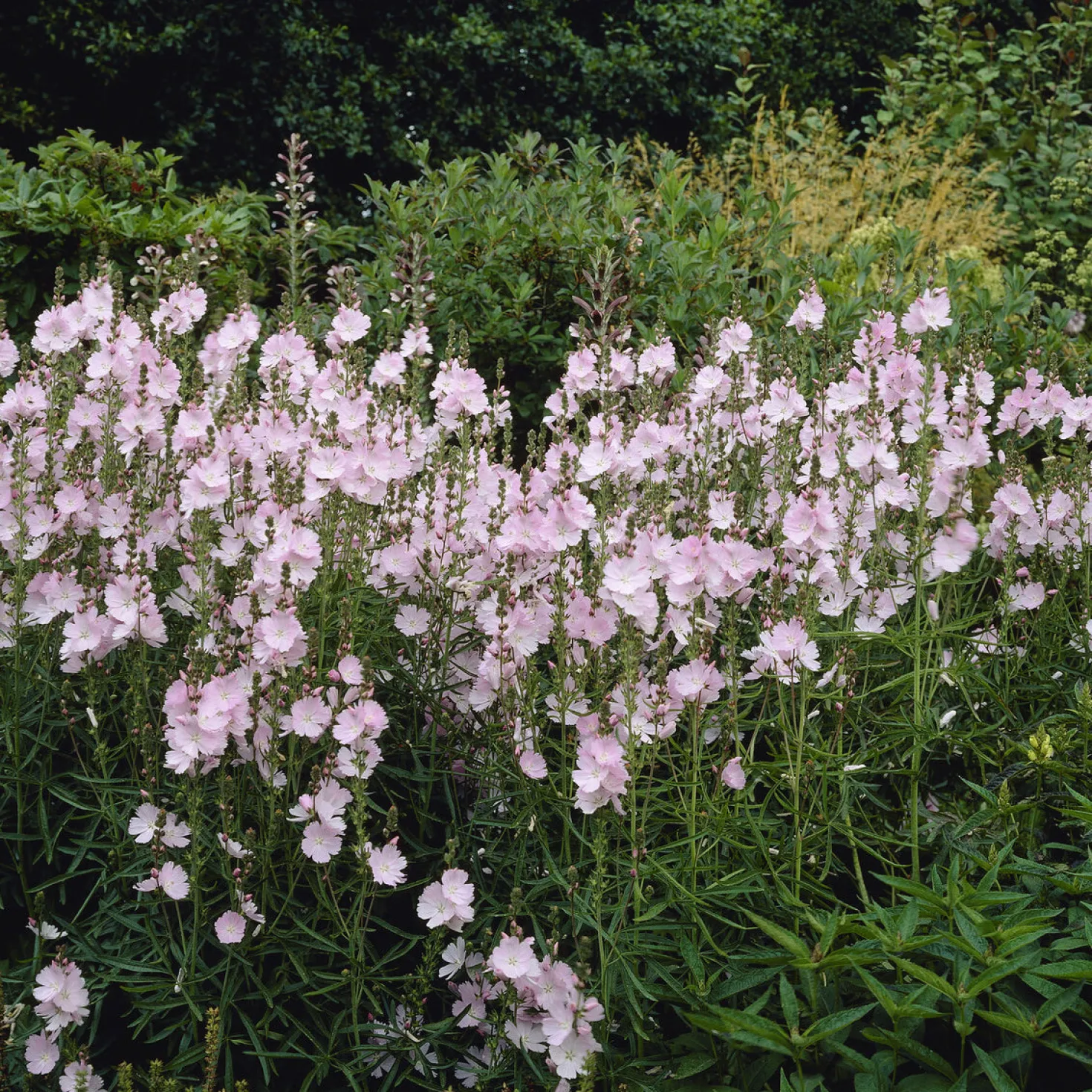 Prärie-Malve Elsie Heugh - Rosa Blüten den ganzen Sommer