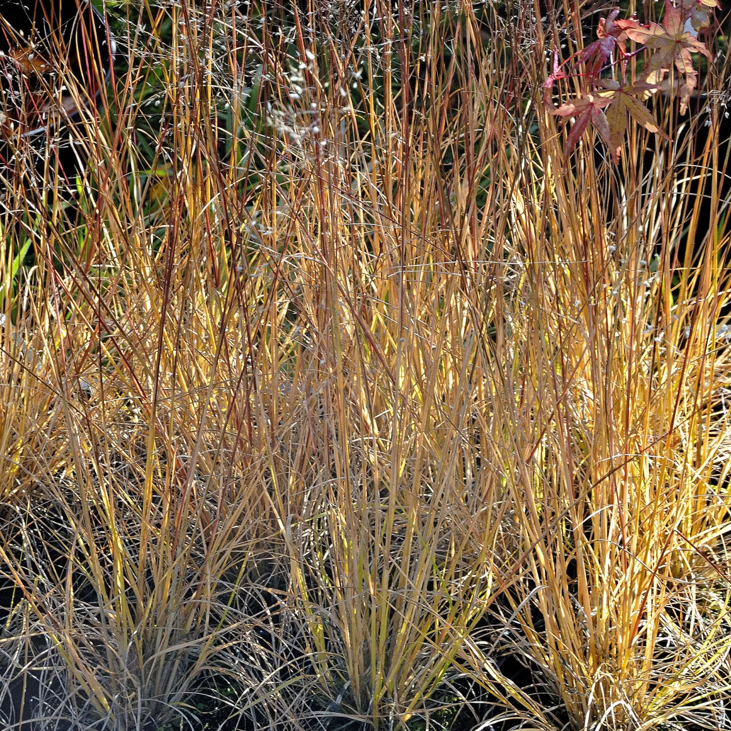 Prärie-Tropfengras - Duftgras mit Herbstglanz