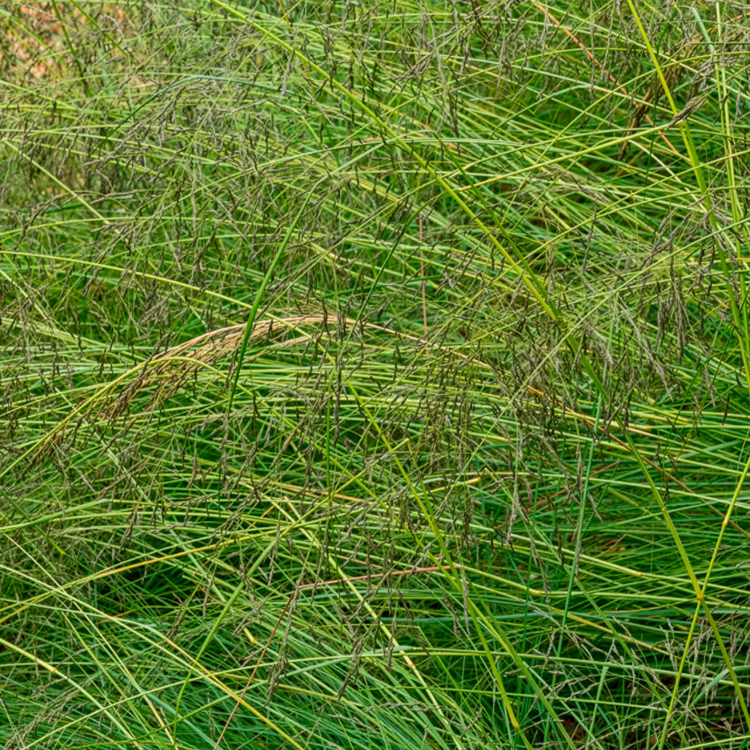 Prärie-Tropfengras - Duftgras mit Herbstglanz