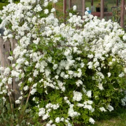 Prunkspiere - Weiße Blütenwolke im Garten