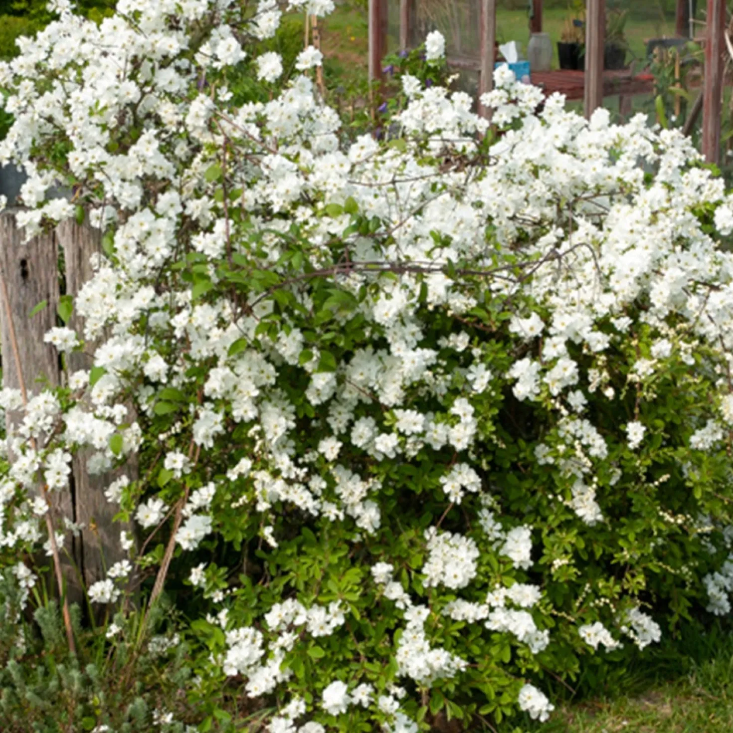 Prunkspiere - Weiße Blütenwolke im Garten