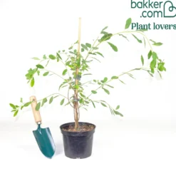 Prunkspiere - Weiße Blütenwolke im Garten