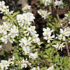 Prunkspiere - Weiße Blütenwolke im Garten