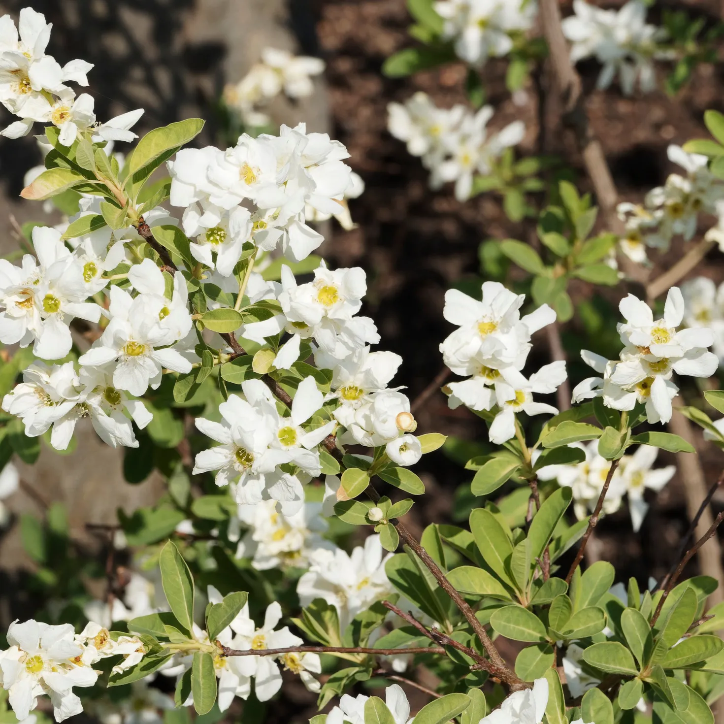 Prunkspiere - Weiße Blütenwolke im Garten