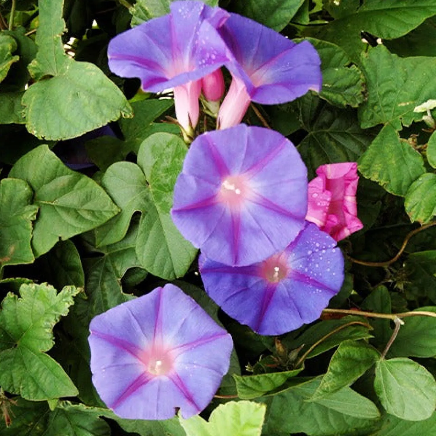 Prunkwinde - Blütenwand in Rekordzeit