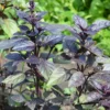 Purpur-Basilikum Pflanze - Farbe und Aroma auf einmal