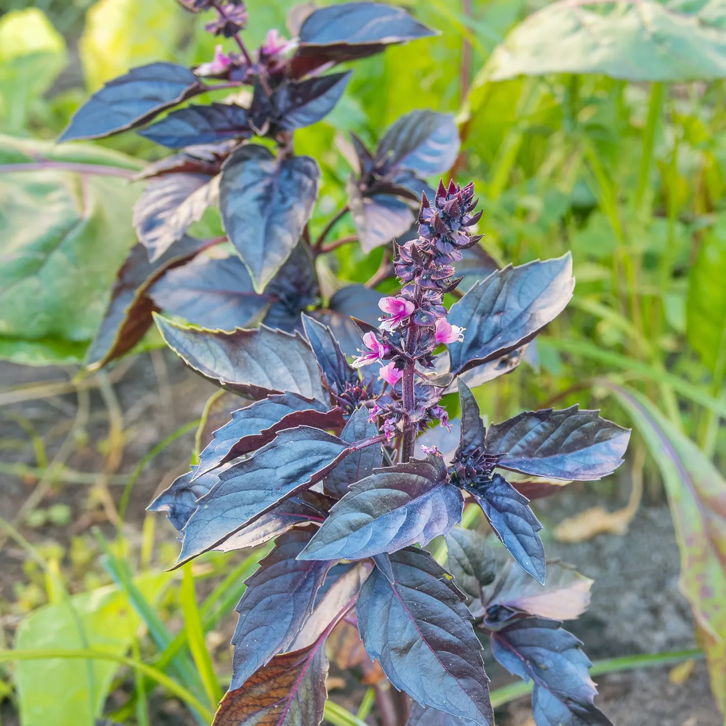 Purpur-Basilikum Pflanze - Farbe und Aroma auf einmal