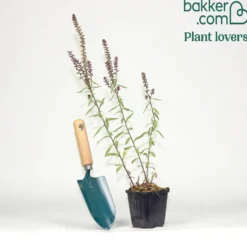 Purpurblühender Felberich - Dunkle Blüten, sofort Wow