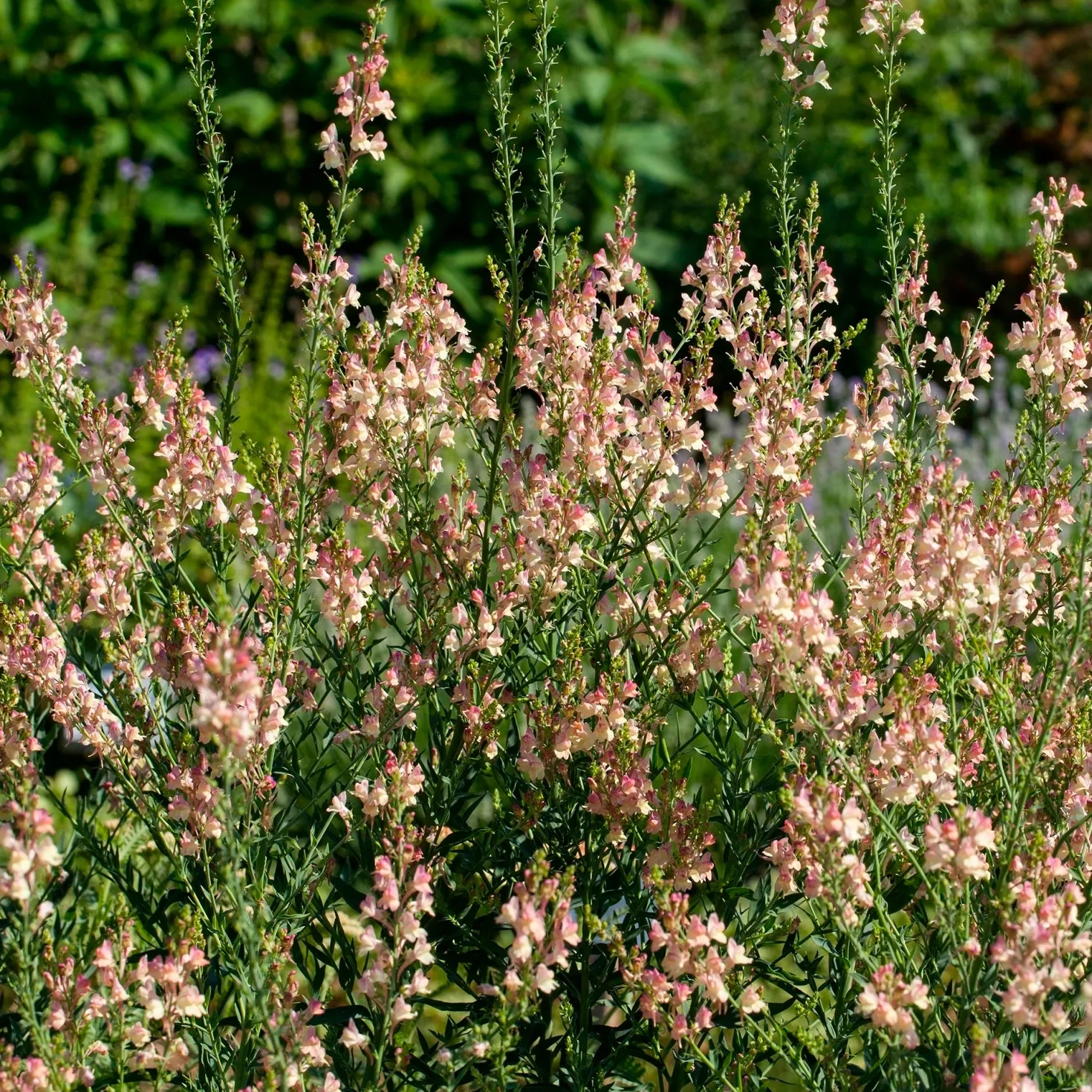 Purpurblütiges Leinkraut Peachy - Zarte Blüten den ganzen Sommer