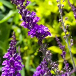 Purpurblütiges Leinkraut - Zarte Blütenkerzen den ganzen Sommer