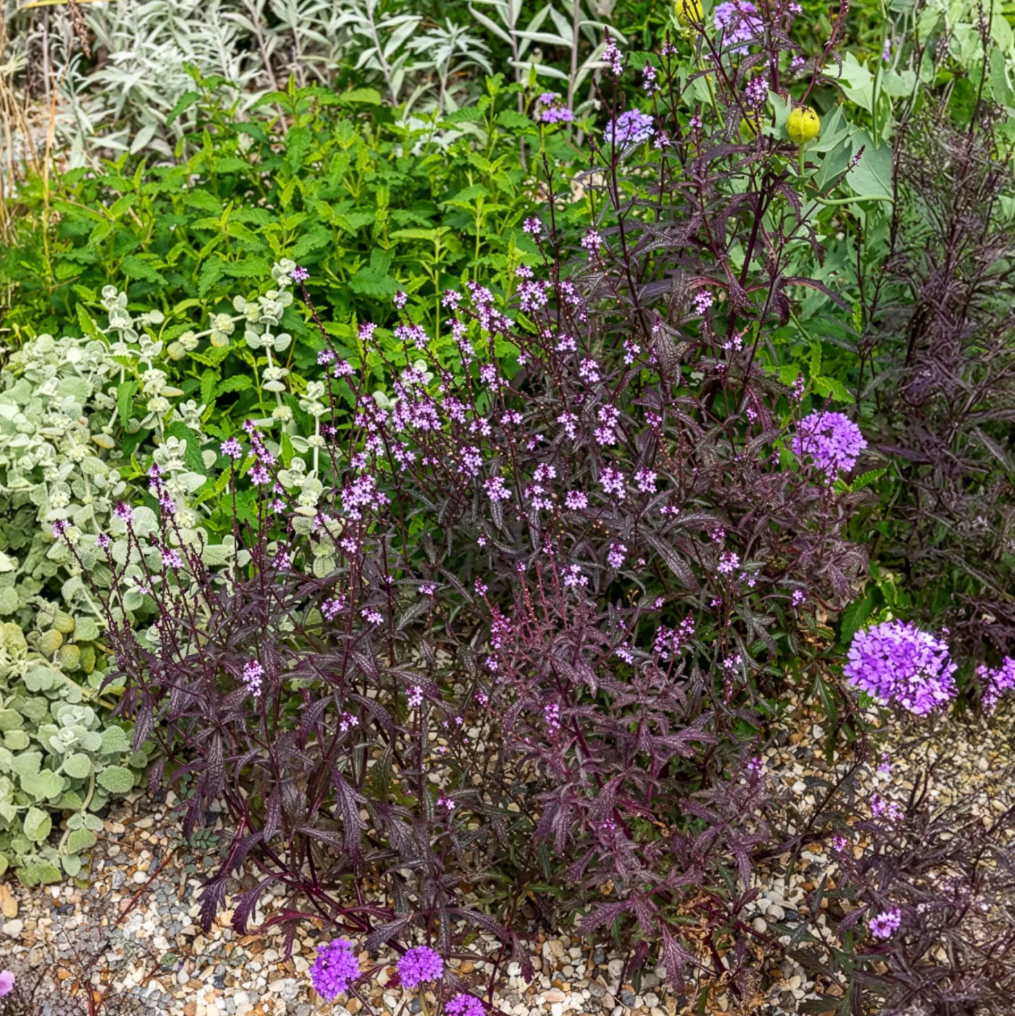 Purpurblättriges Eisenkraut Bampton - Zartes Violett, das schwebt