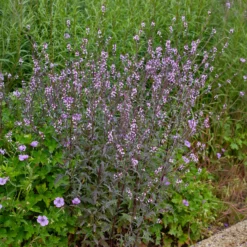 Purpurblättriges Eisenkraut Bampton - Zartes Violett, das schwebt