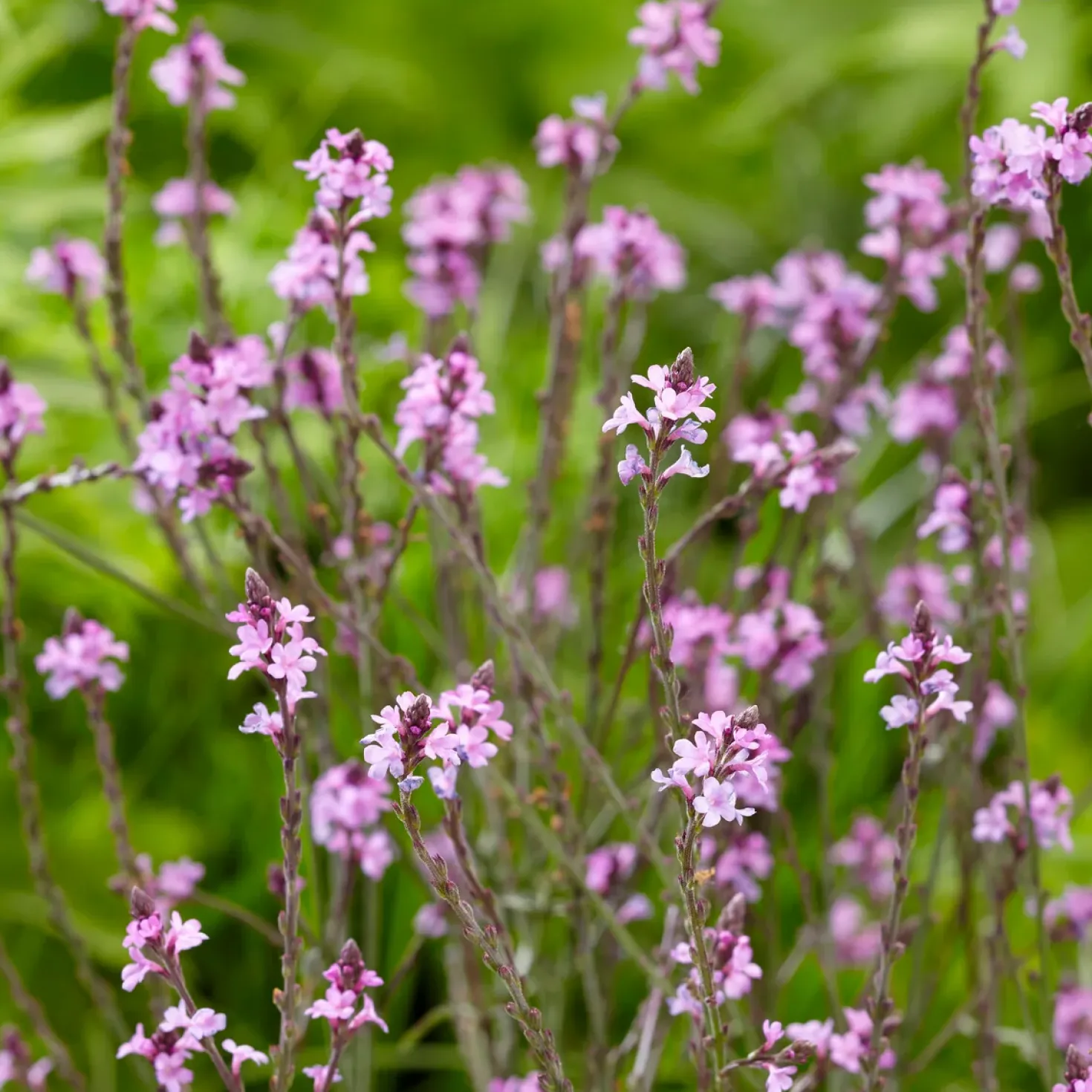 Purpurblättriges Eisenkraut Bampton - Zartes Violett, das schwebt