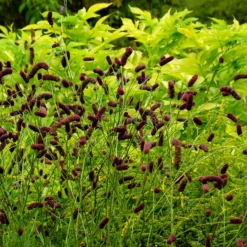 Purpurfarbener Hoher Wiesenknopf - Filigrane Höhe fürs Beet