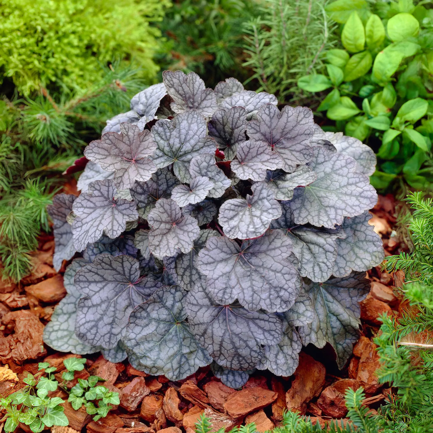 Purpurglöckchen Cascade Dawn - Farbenfrohes Laub das ganze Jahr
