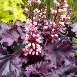Purpurglöckchen Cassis - Farbe das ganze Jahr