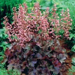 Purpurglöckchen Cassis - Farbe das ganze Jahr