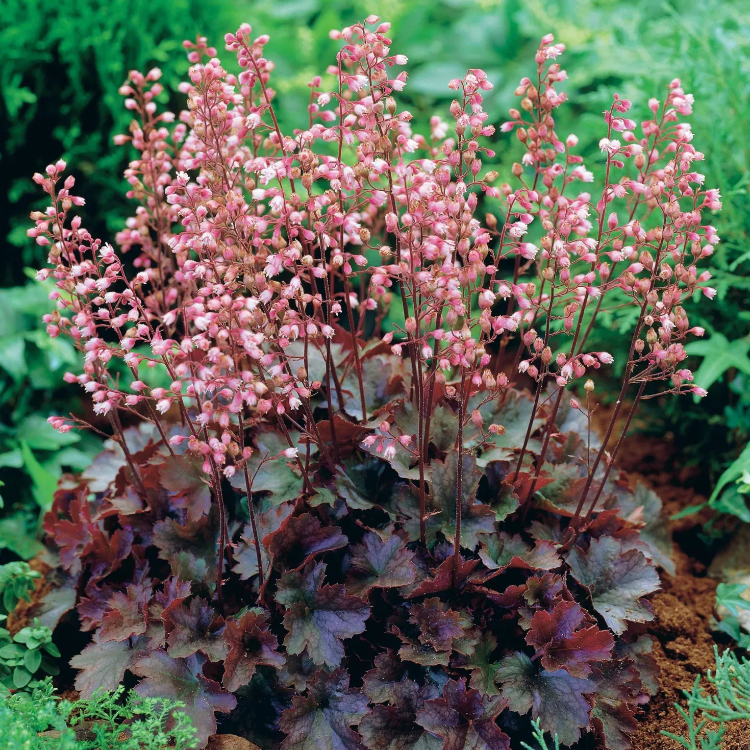 Purpurglöckchen Cassis - Farbe das ganze Jahr