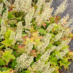 Purpurglöckchen Chantilly - Farbe für dunkle Ecken