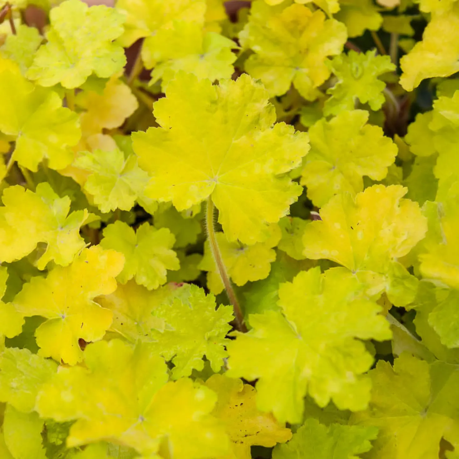 Purpurglöckchen Citronelle ® - Leuchtend gelb im Schatten