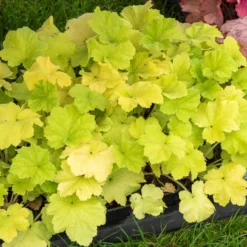 Purpurglöckchen Citronelle ® - Leuchtend gelb im Schatten