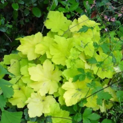 Purpurglöckchen Citronelle ® - Leuchtend gelb im Schatten