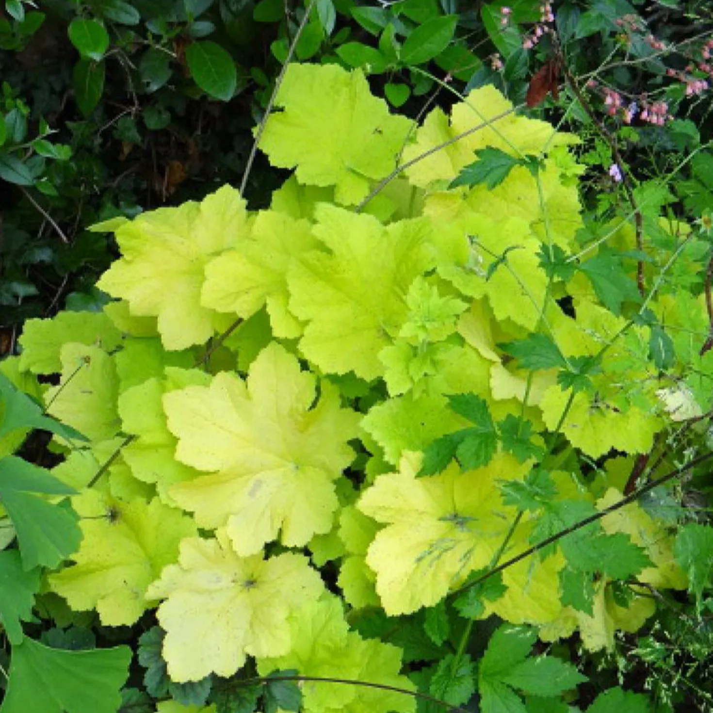 Purpurglöckchen Citronelle ® - Leuchtend gelb im Schatten