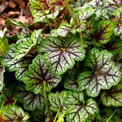 Purpurglöckchen 'Green Spice' - Farbe das ganze Jahr