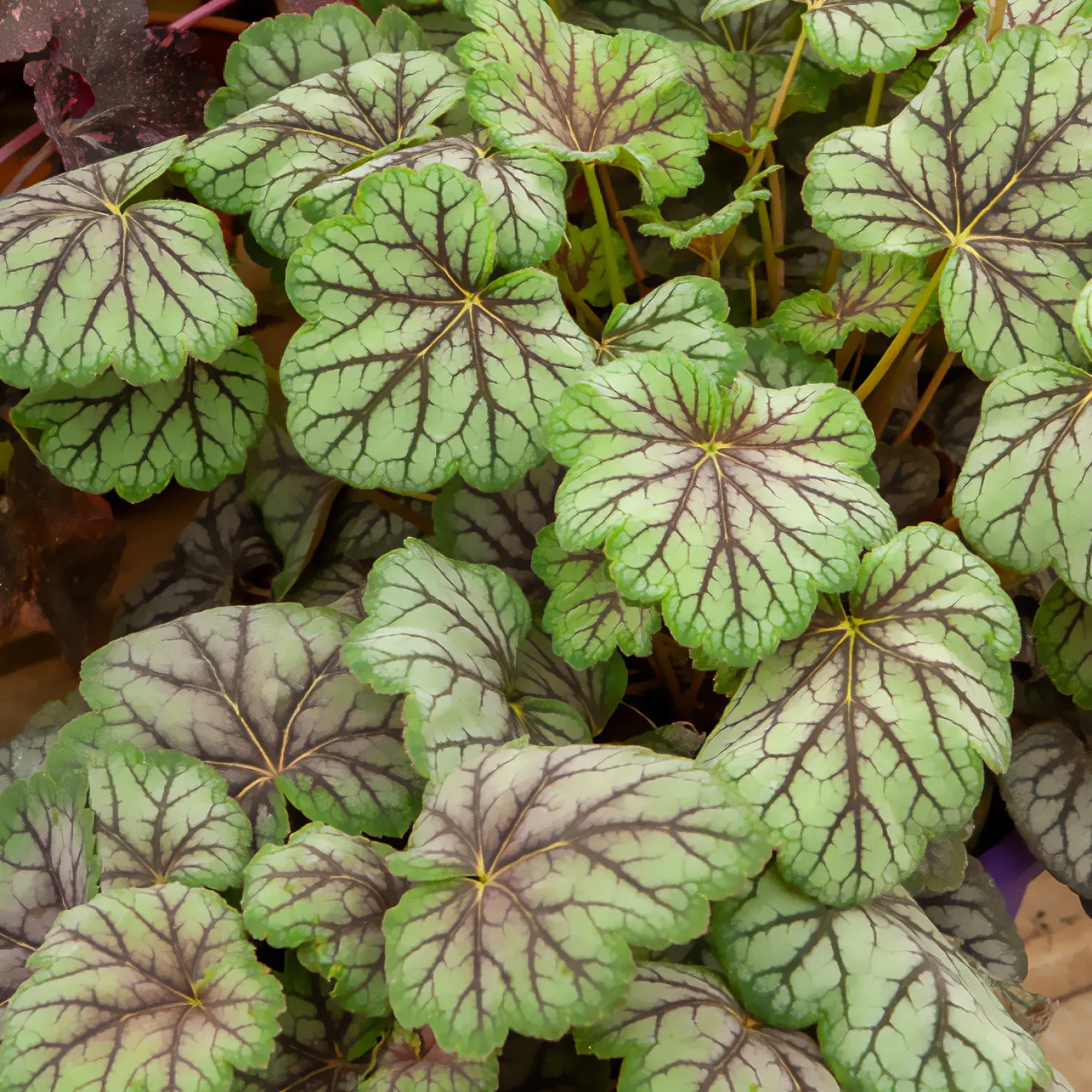 Purpurglöckchen 'Green Spice' - Farbe das ganze Jahr