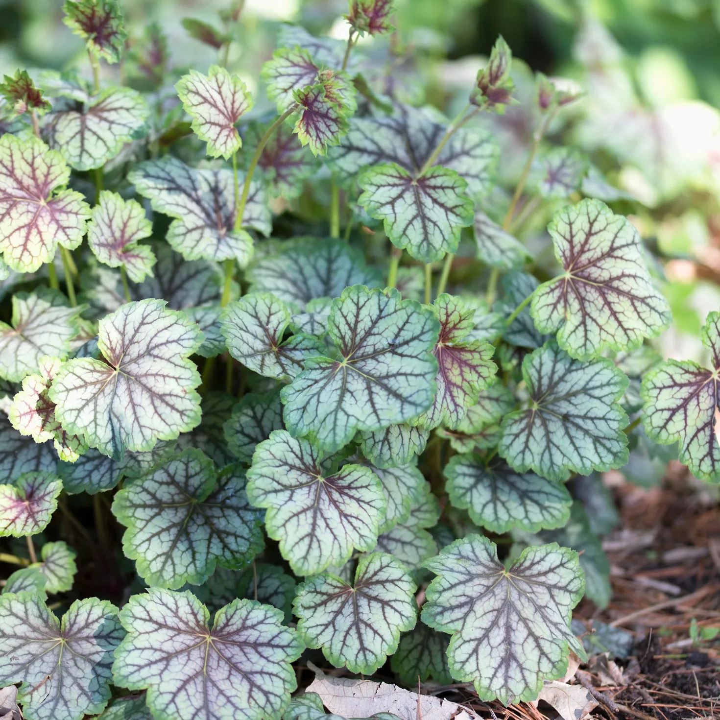 Purpurglöckchen 'Green Spice' - Farbe das ganze Jahr