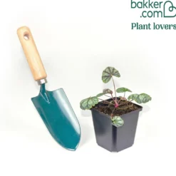 Purpurglöckchen 'Green Spice' - Farbe das ganze Jahr