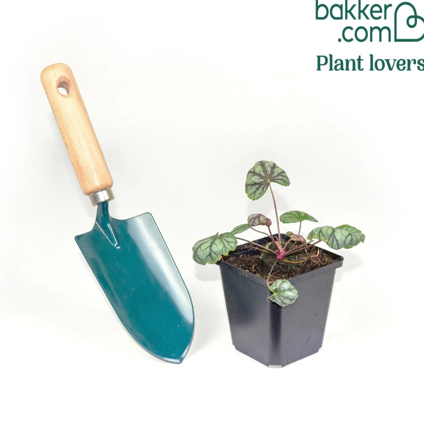 Purpurglöckchen 'Green Spice' - Farbe das ganze Jahr