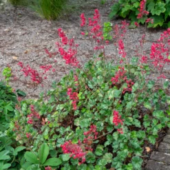 Purpurglöckchen ‘Leuchtkäfer’ - Rote Blüten, ganzjährig grün