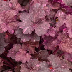 Purpurglöckchen ‘Midnight Rose’ - Blätter wie ein Nachthimmel