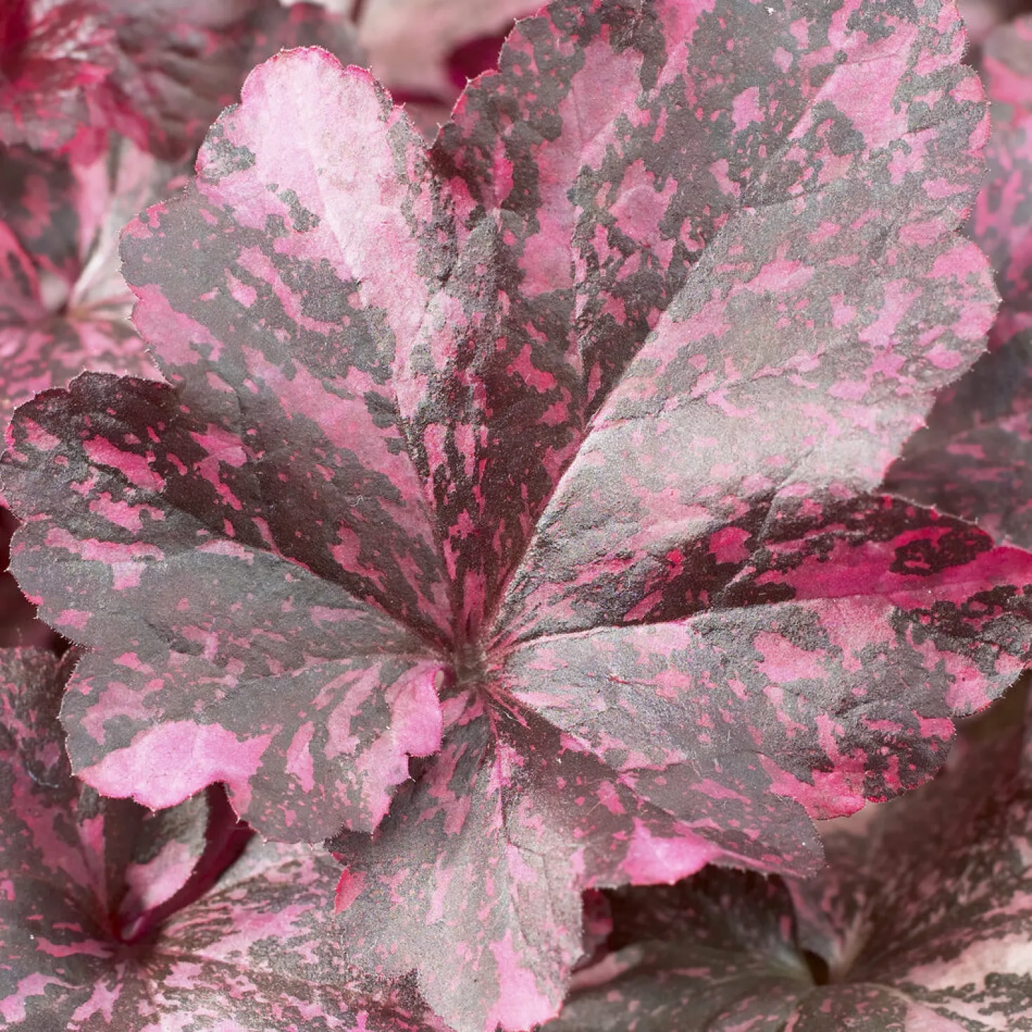 Purpurglöckchen ‘Midnight Rose’ - Blätter wie ein Nachthimmel
