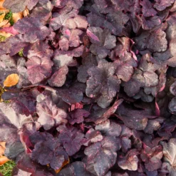 Purpurglöckchen ‘Midnight Rose’ - Blätter wie ein Nachthimmel