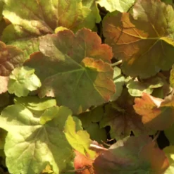 Purpurglöckchen Miracle ® - Farbe fürs ganze Jahr