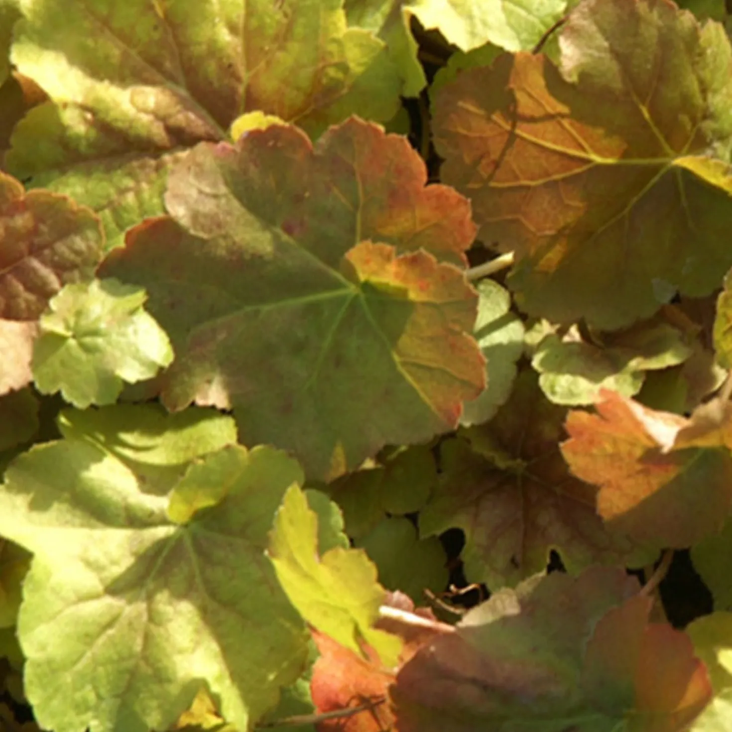 Purpurglöckchen Miracle ® - Farbe fürs ganze Jahr