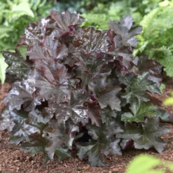 Purpurglöckchen 'Palace Purple' - Farbe im Beet das ganze Jahr