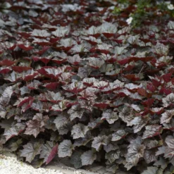 Purpurglöckchen 'Palace Purple' - Farbe im Beet das ganze Jahr