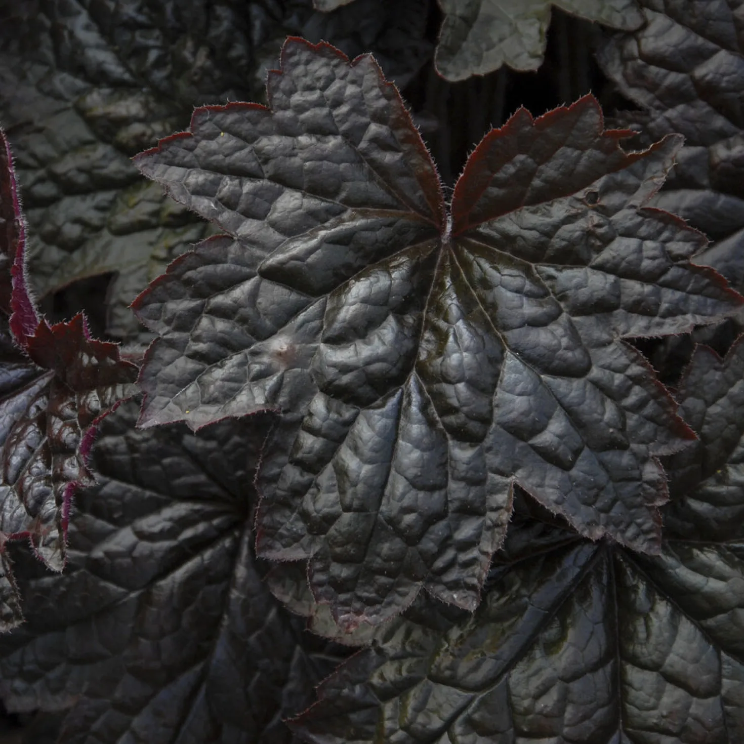 Purpurglöckchen 'Palace Purple' - Farbe im Beet das ganze Jahr
