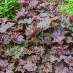Purpurglöckchen 'Palace Purple' - Farbe im Beet das ganze Jahr