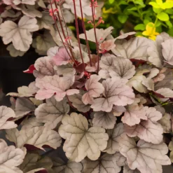 Purpurglöckchen 'Silver Gumdrop' - Silbriges Laub, das leuchtet
