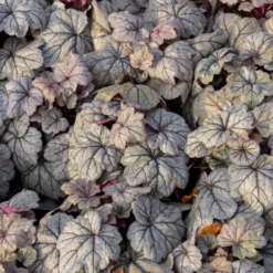 Purpurglöckchen ‘Sugar Plum’ - Farbe für jedes Schattenbeet